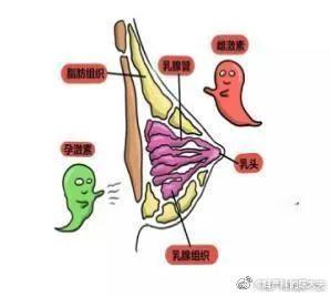 乳腺增生会导致胸部大小不一吗,乳腺增生严重还是乳房结节严重