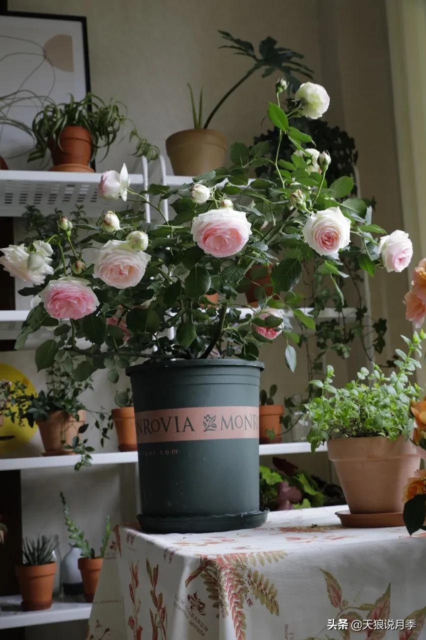 月季春季第一波花要不要剪,月季春季第一波花开后嫁接