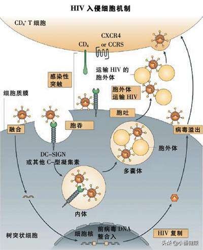 乙肝治疗用恩替卡韦组合用药,乙肝治疗药物国产丙酚替诺福韦