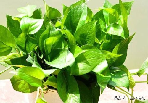 绿萝怎么养不长藤,绿萝怎么养才能不黄叶小妙招