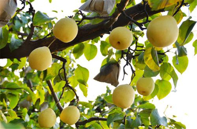 梨树病虫害防治一览表,梨树病虫害防治时间表最新