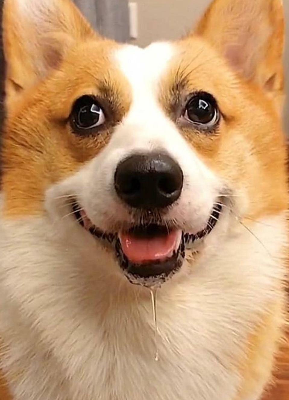 狗狗毛被染色了能洗掉吗,狗狗毛被药染色了怎么处理