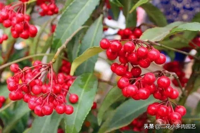 365种·常见花卉图谱，观果和多肉植物收藏篇