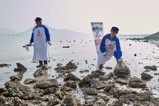乳山生蚝也许是性价比最高的生蚝,正宗乳山生蚝上市了来尝鲜