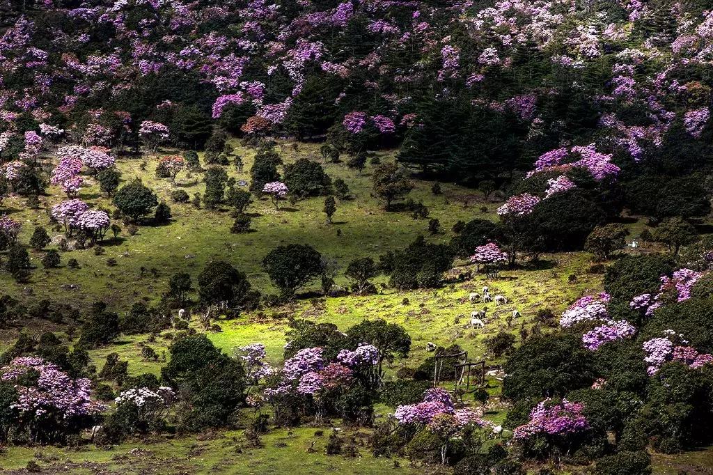 凉山州哪里可以赏花,西昌赏花攻略