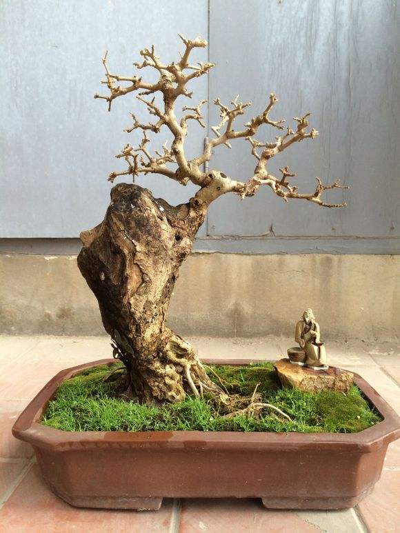 白蜡盆景有什么作用与功效,家养盆景坏处