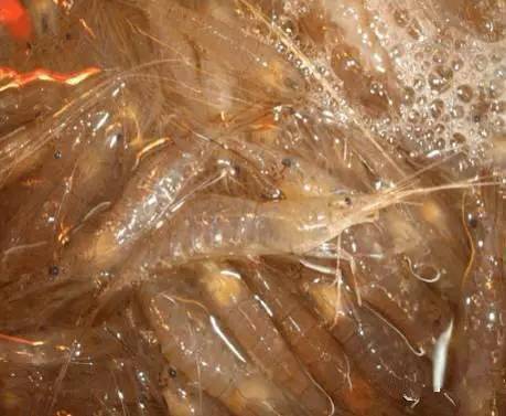 史上最全海鲜视频,史上最全海鲜贝类大全