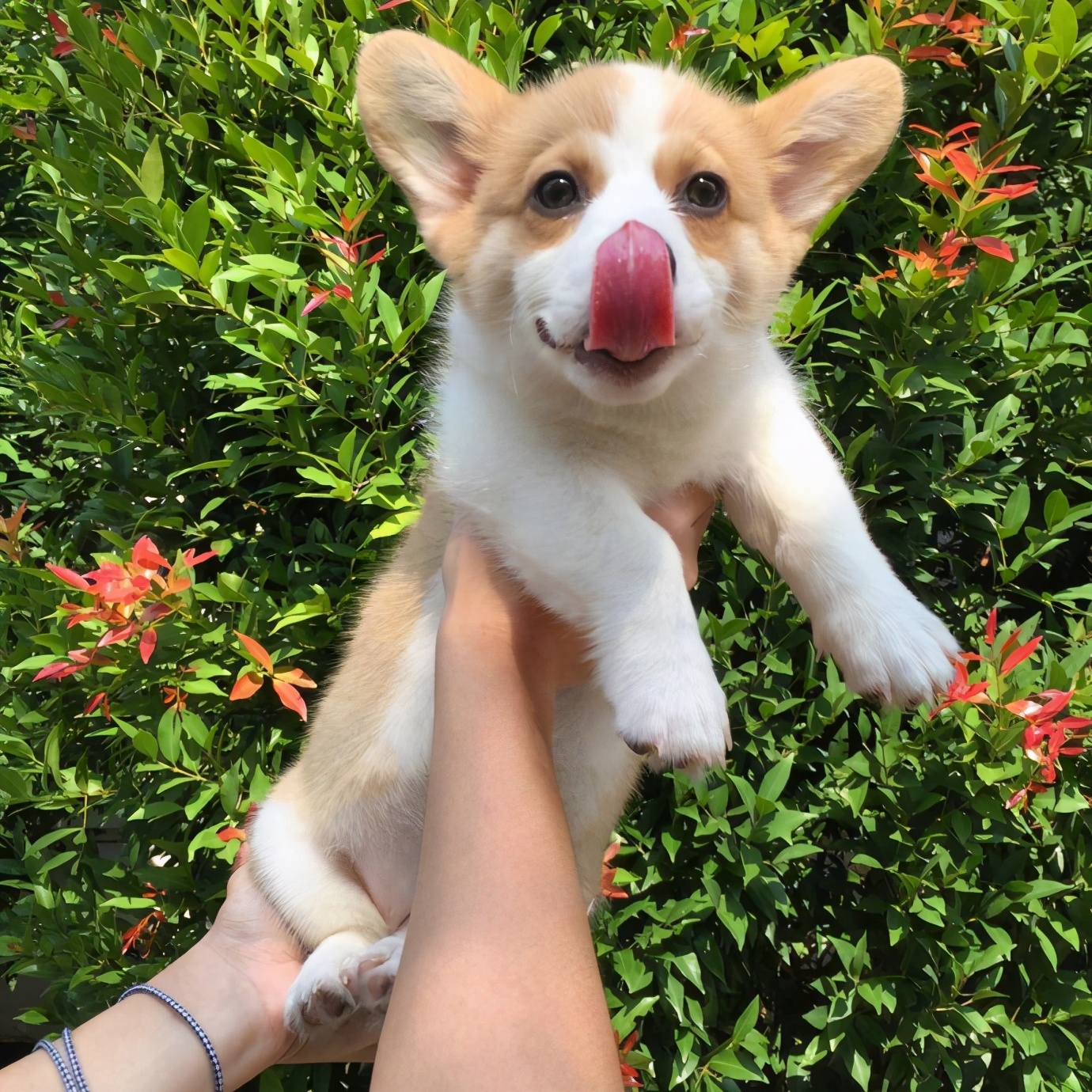 三个月柯基多久认主,柯基三个月一天排几次便正常