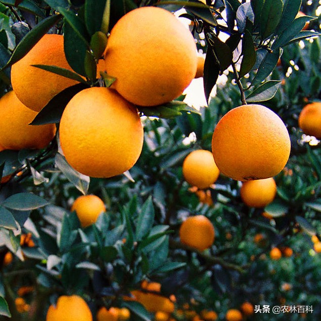 柑橘不甜的原因,柑橘现在为什么越来越甜
