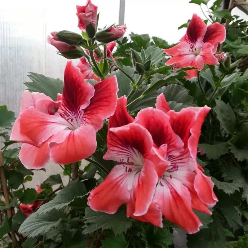 10种天竺葵,天竺葵100种图片大全