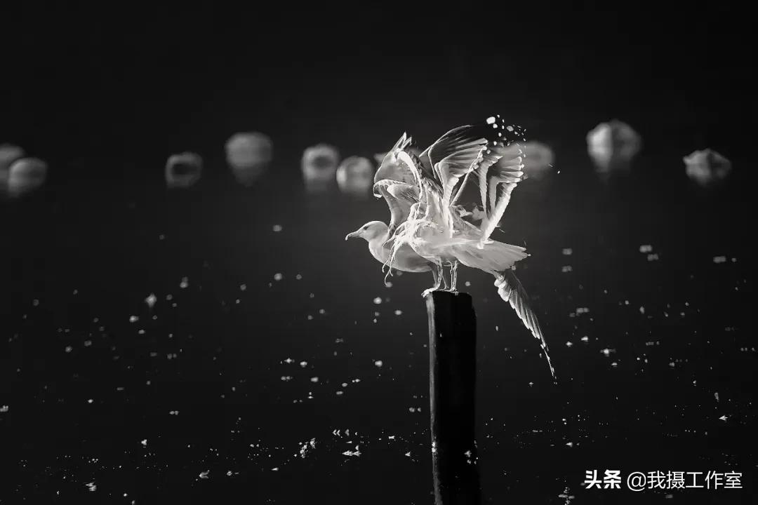 第16届国际摄影艺术展获奖作品,第29届全国摄影艺术展览作品集