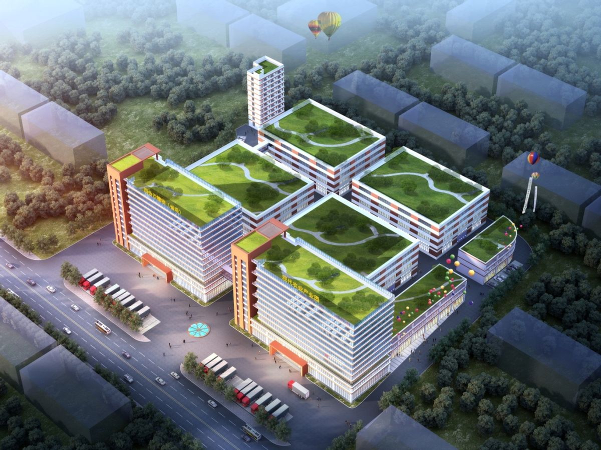 四会哪里有沙糖桔种植基地,四会桔子小镇沙糖桔