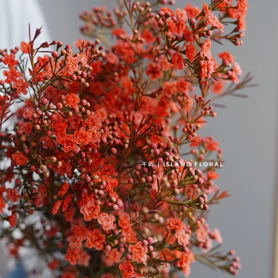 野冬青花材,畅销花卉绿植排行榜前十名