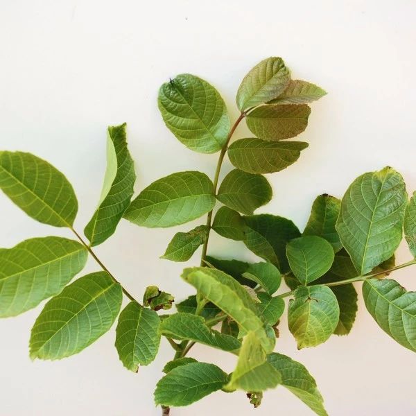 吃个核桃手指被划了,吃个核桃把手弄破了