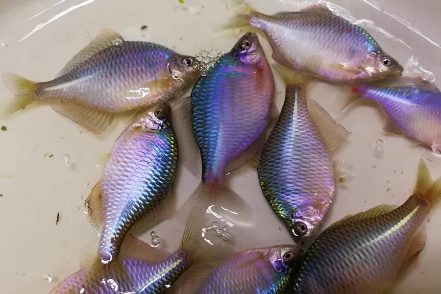 人称“中国彩虹”，吃起来却很苦，以前捞来喂鸭子，如今价格涨了