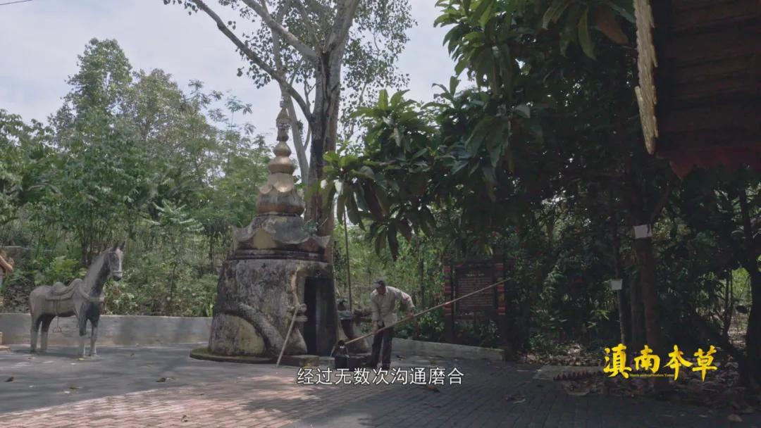 边睡觉边治疗、深山里的龙血树、形态各异的石斛，在这种独特的傣医药文化里还有更多的秘密