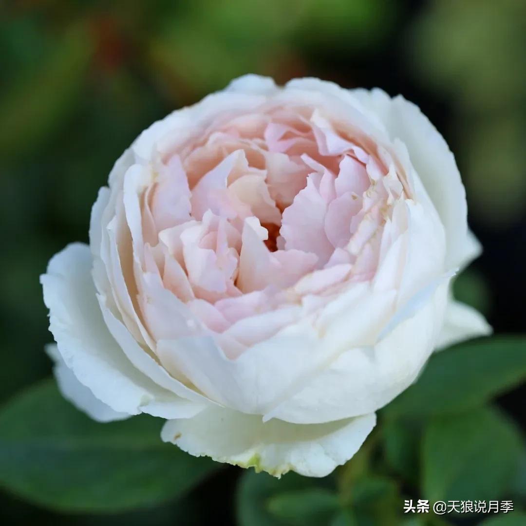 月季控对美的极致追求，尽在伊芙系列