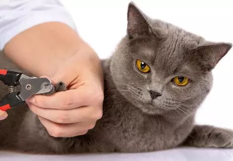 养猫怎样照顾猫,刚刚领养幼猫怎么养