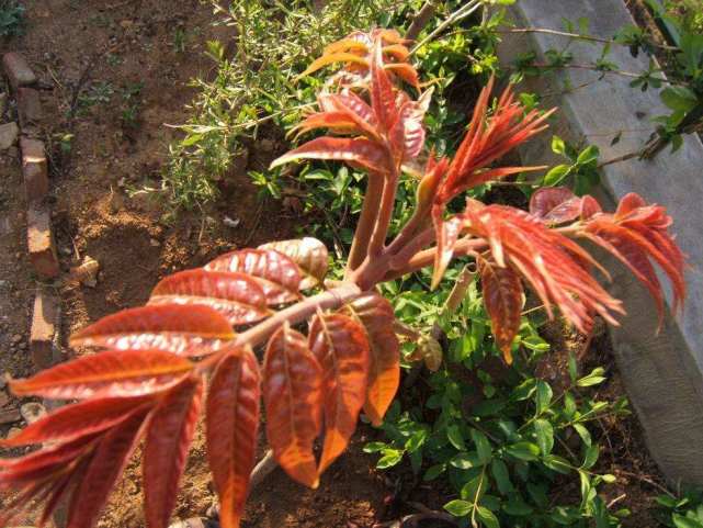 红油香椿木跟绿油香椿木哪个好,红香椿木与白香椿木区别