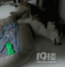 狗狗中毒急救措施,狗狗中毒怎么急救