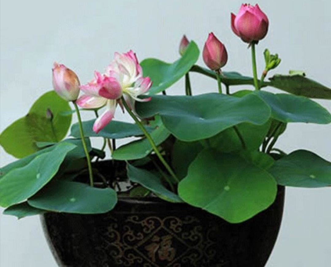 碗莲立叶就是快开花了吗,碗莲立叶多长时间开花