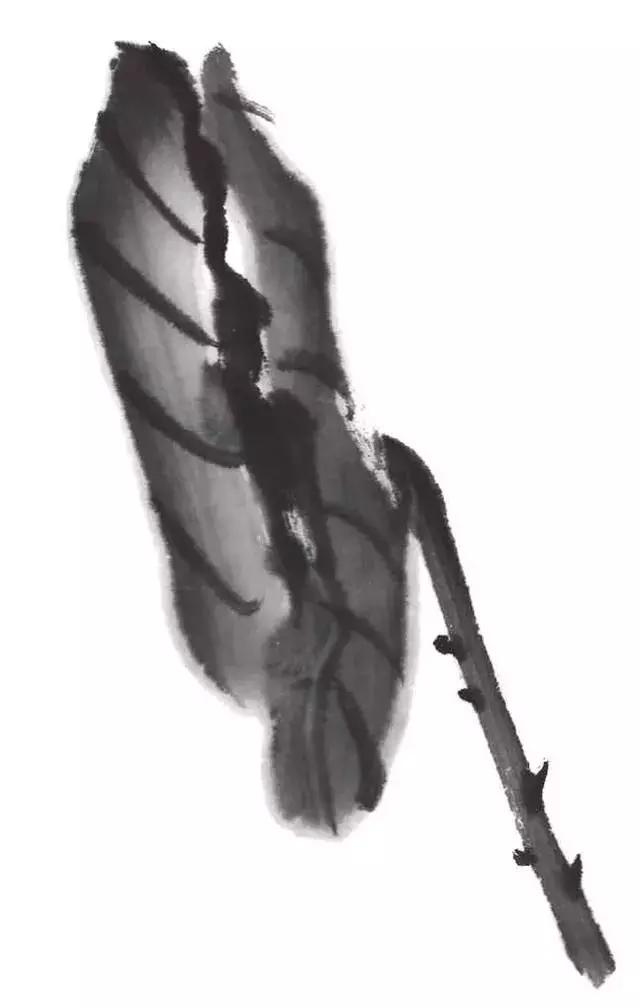 白描荷花的画法图片,如何画荷花国画白描