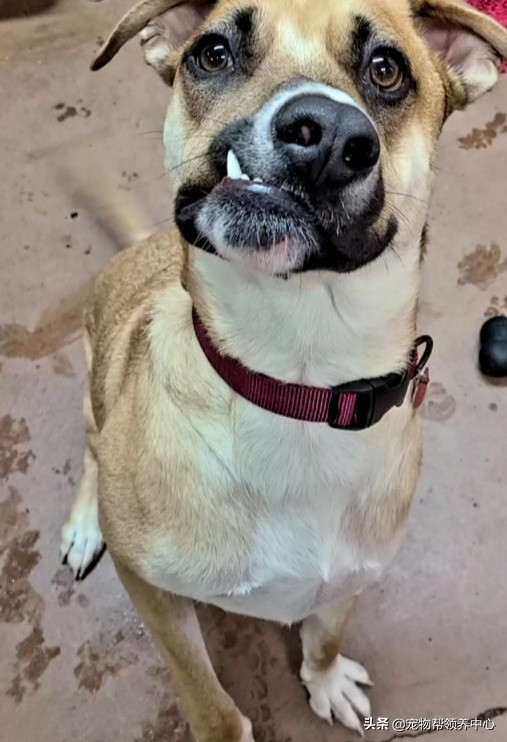 狗狗天生眼斜鼻子歪,狗狗有眼斜嘴歪的么