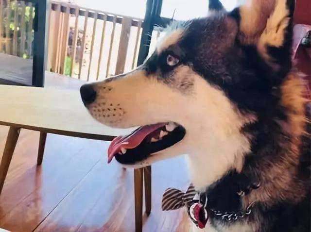 新手养哈士奇怎么养好,新生哈士奇怎么养