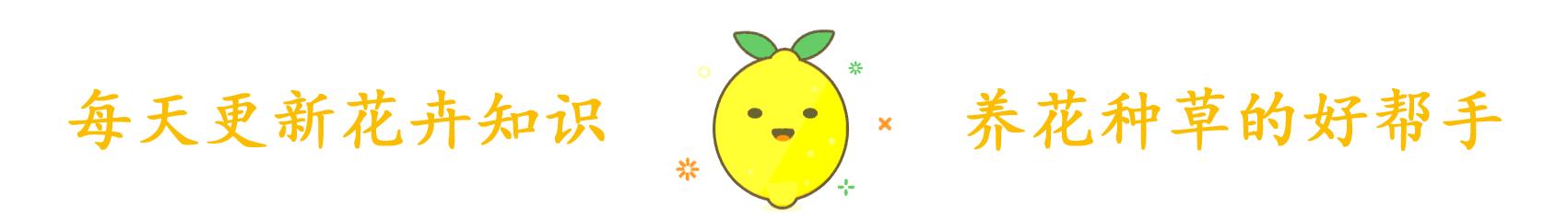 君子兰寓意,君子兰怎么辨别烂根