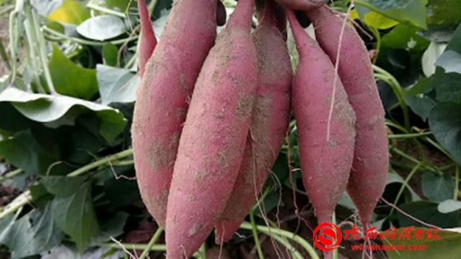 玉田红薯新品种,新品种红薯图片大全