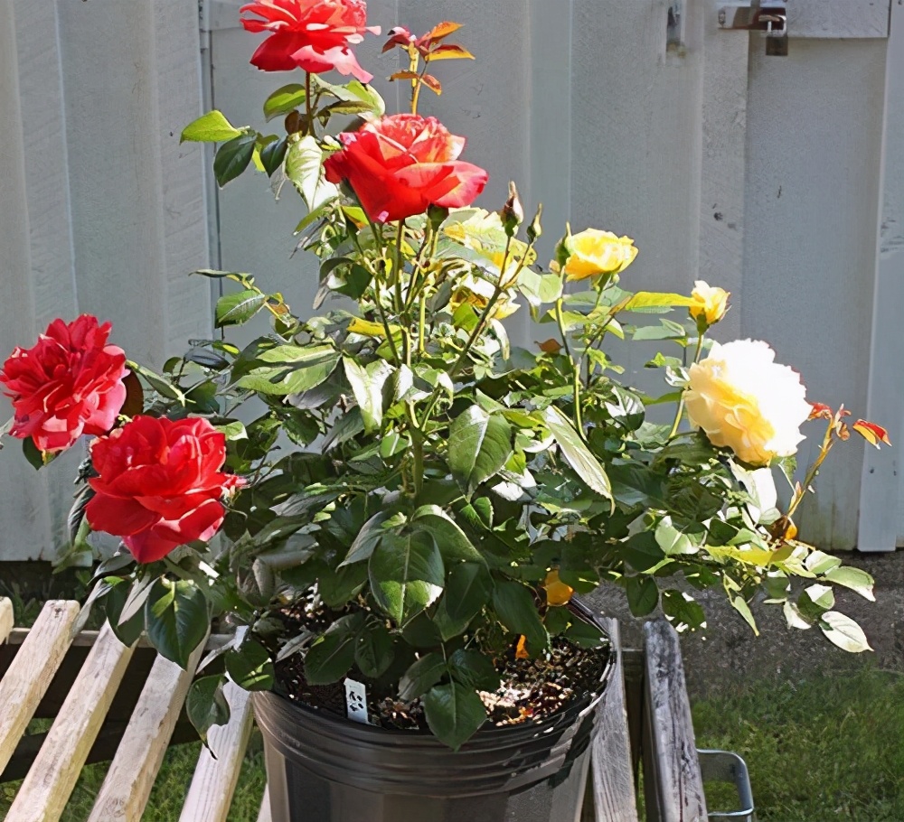 月季如何促根壮苗,如何让月季花枝繁叶茂