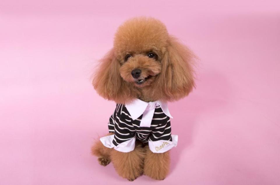 家里的狗狗掉毛毛应该怎么弄,狗狗毛发褪色怎么回事如何解决