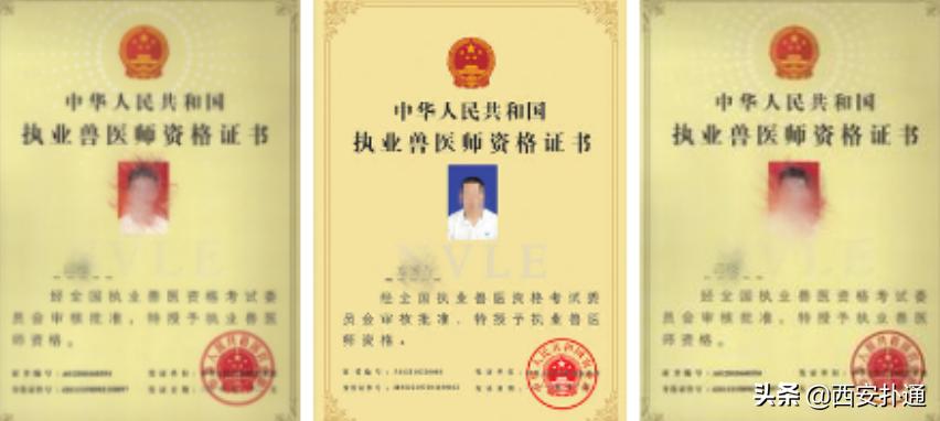 在西安给宠物看病凭什么这么贵