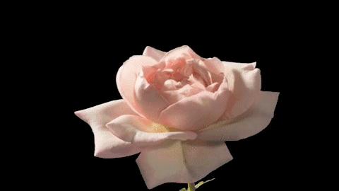 一口黄牙毁了一张脸视频,一口黄牙影响颜值