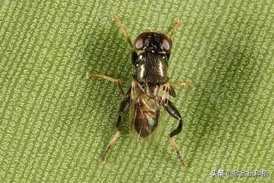 玉米心叶卷曲了，还能捋直吗？