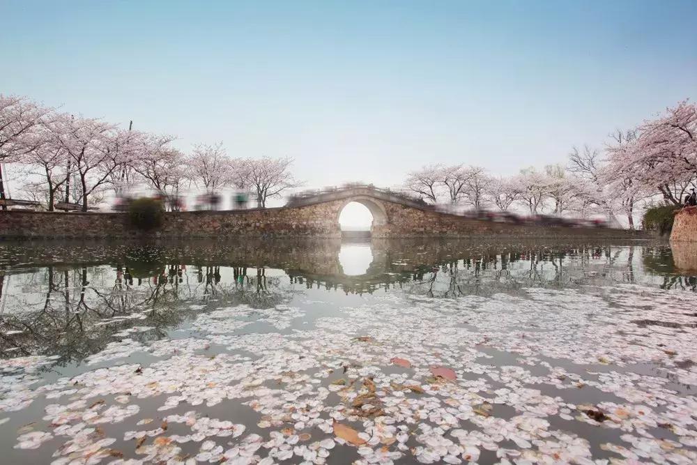 染井吉野樱花江浙沪,染井吉野樱花期10天