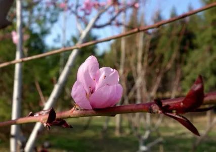 附近免费景点踏青网红打卡地,北京周边的四季花海