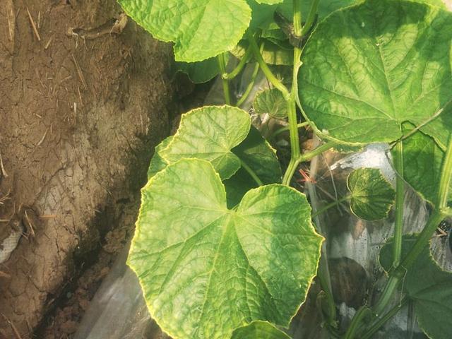 大棚黄瓜叶子边缘发黄怎么回事,大棚黄瓜叶子发黄怎么回事