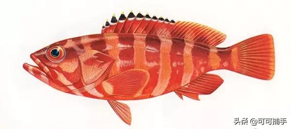 你不知道的海洋里面有什么,十种你没见过的海洋生物