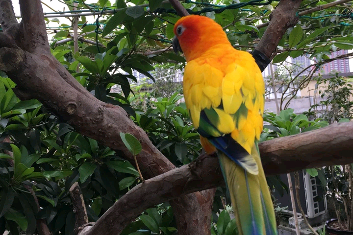 鹦鹉室内怎么排便的视频,鹦鹉怎么才能不乱拉屎