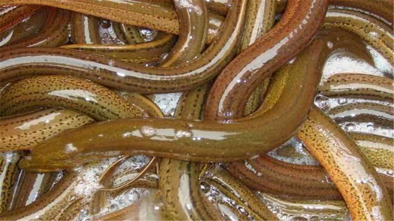 黄鳝的养殖方法和技术视频教程,黄鳝的养殖技术饲料配方