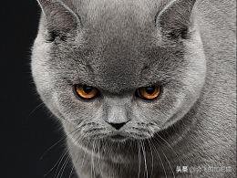 小店区英国短毛猫铲屎官,专业铲屎官视频