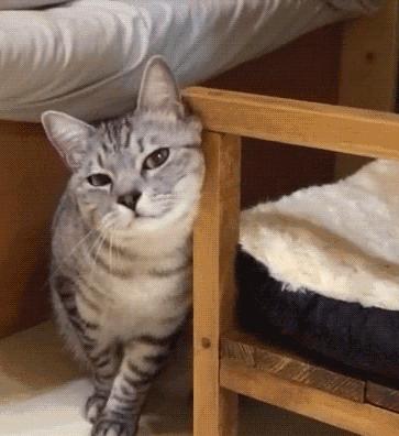 猫咪费洛蒙科普,费洛蒙为什么能缓解猫咪情绪