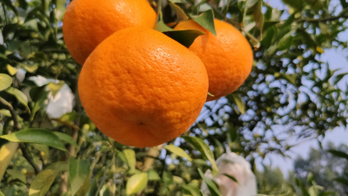 网上买水果一小时送到app,网上买水果和超市有什么区别