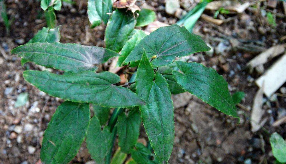 山上淫羊藿植物鉴别,山上的淫羊藿
