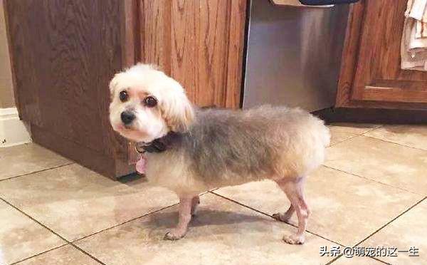 狗狗掉毛太凶怎么办,狗狗掉毛的原因及解决方法