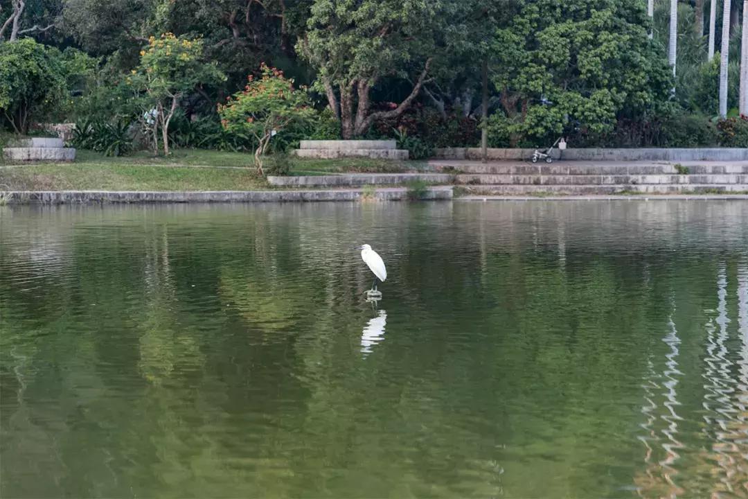 深圳大学游玩攻略一日游,深圳大学打卡攻略