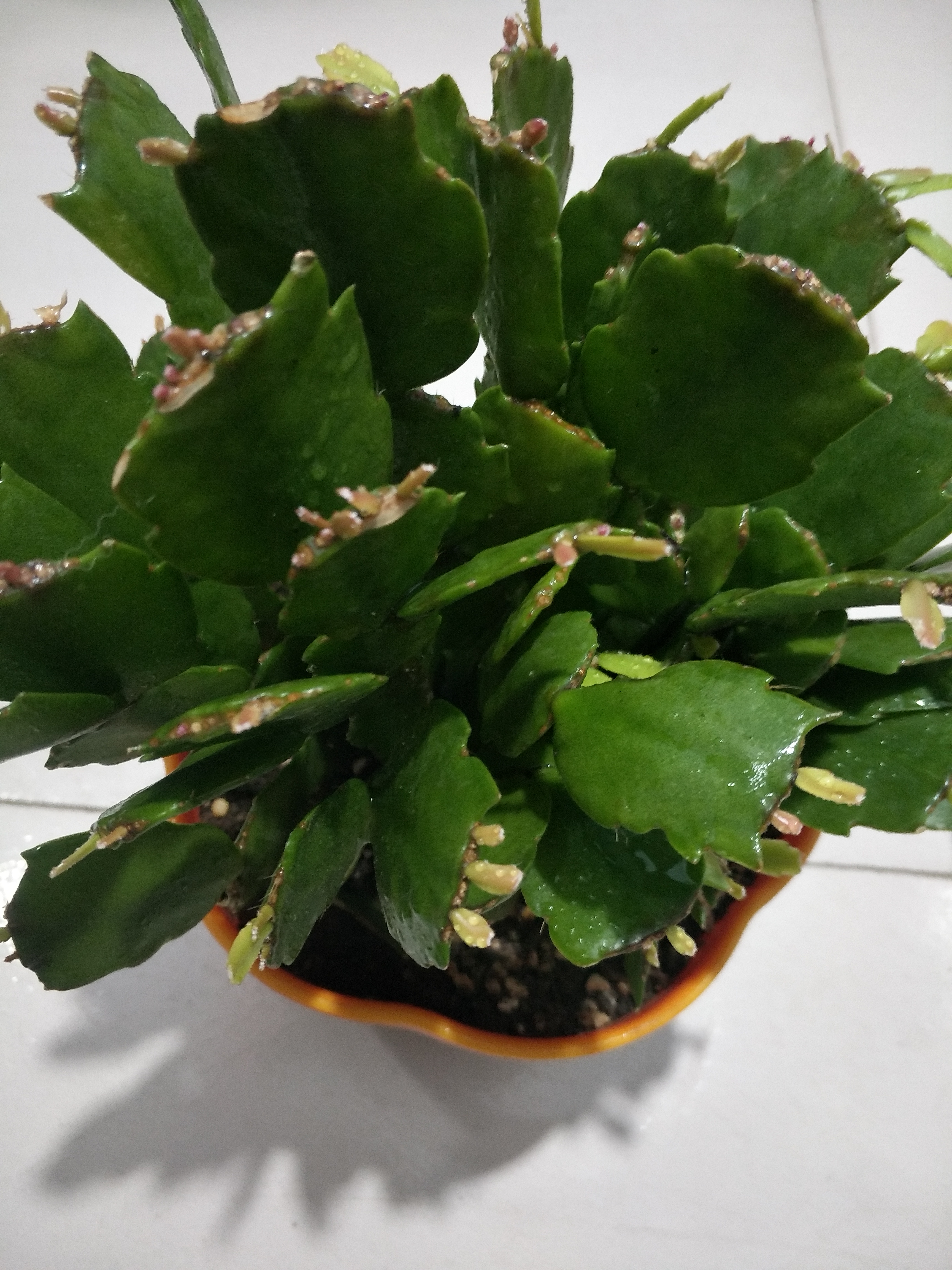 蟹爪兰最上面的叶片发软什么原因,蟹爪兰花期叶片发软怎么办