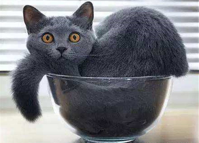 猫咪是液体做的？主人以为泡沫盒里多了根棍子，仔细一看竟是只猫
