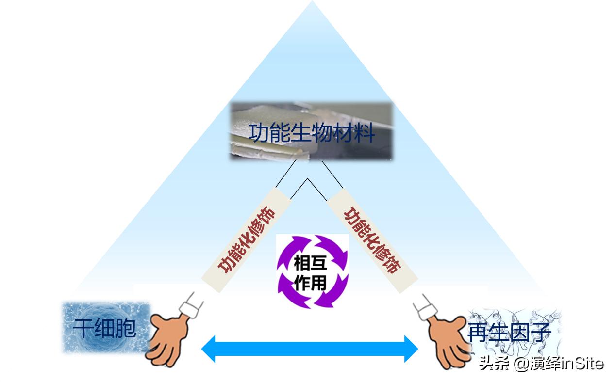 脊髓损伤将不再是不治之症,脊髓损伤手不能动能治愈吗